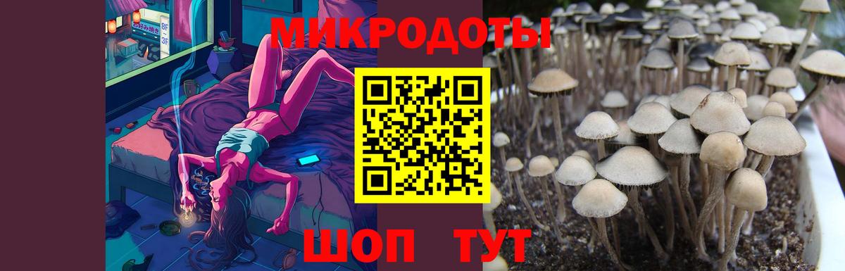Кувандык  Галлюциногенные грибы Cubensis  Псилоцибиновые грибы Psilocybine cubensis  Вход с VPN 
